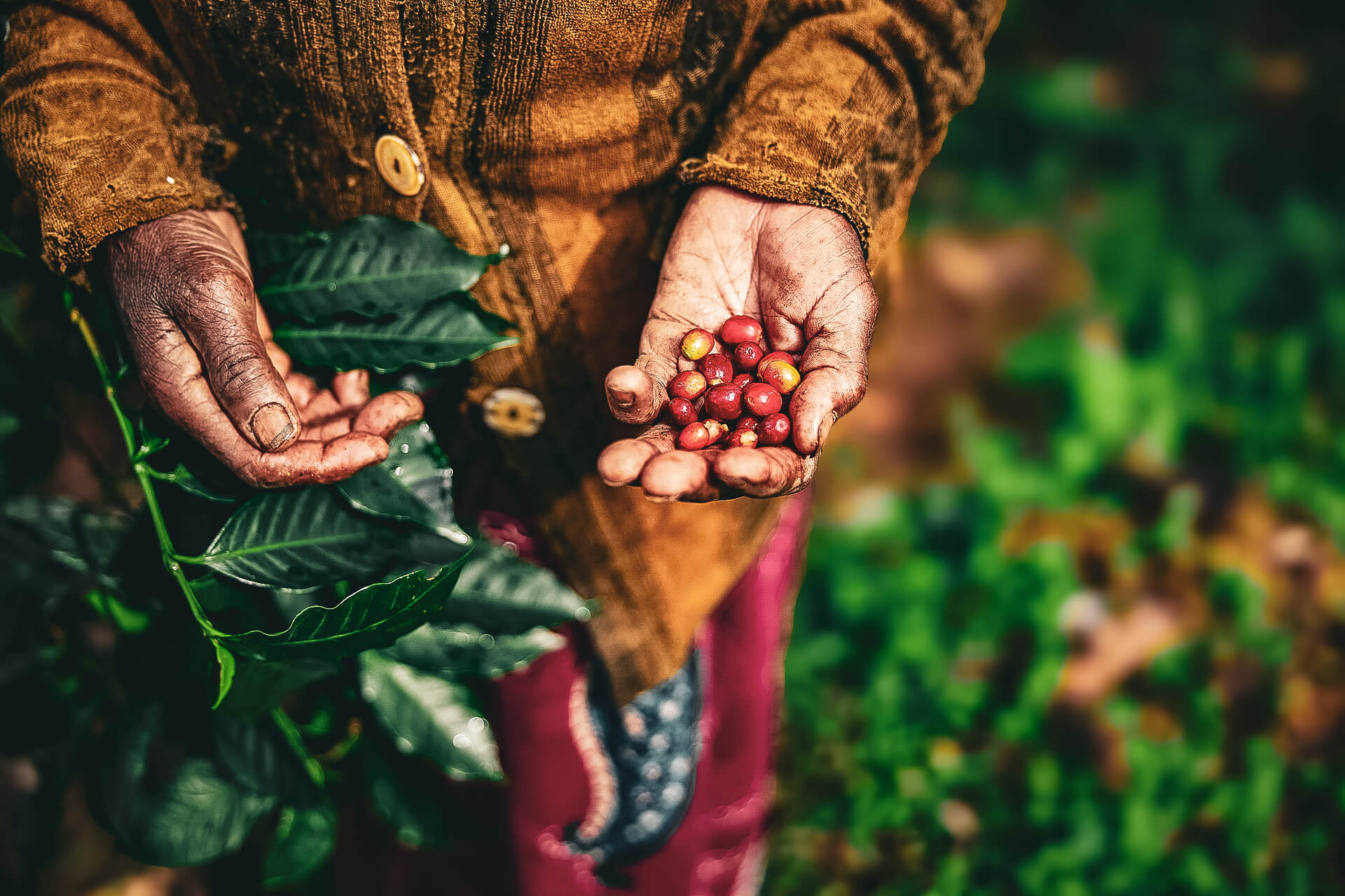Close-up of hands carefully picking ripe coffee cherries from coffee plants – ethical and sustainable harvesting