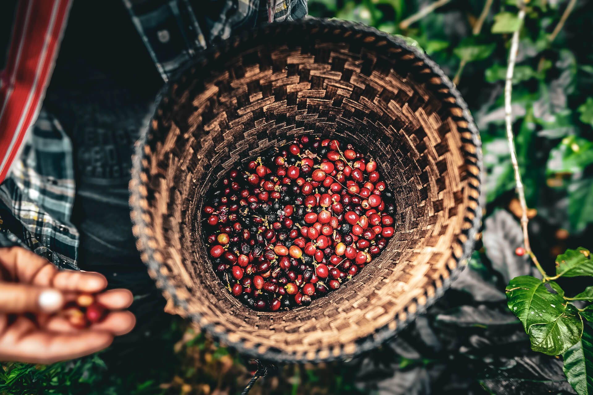 Freshly picked coffee cherries collected in a basket – vibrant red coffee fruit ready for processing