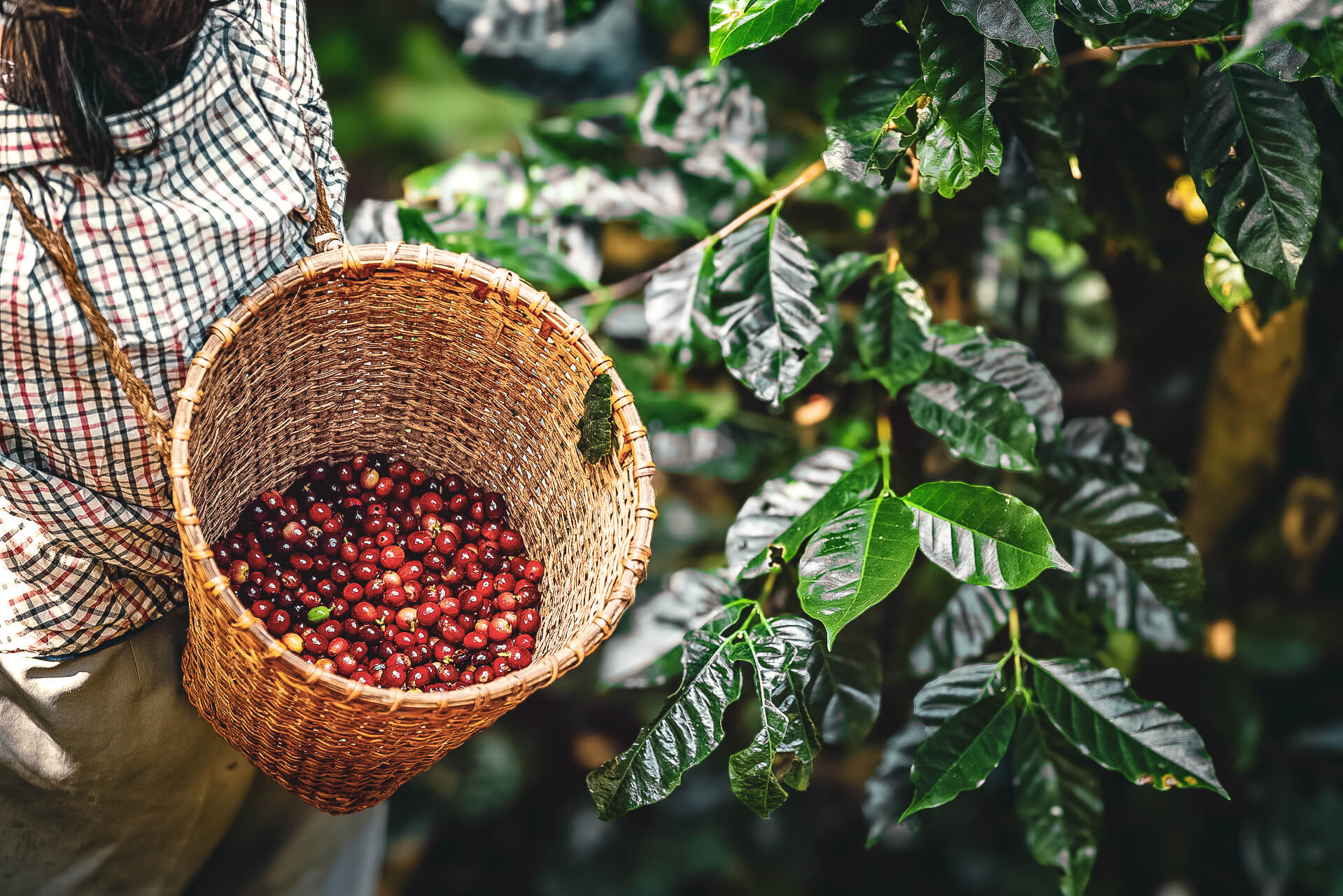Hands ethically picking ripe coffee cherries from coffee plants – sustainable harvesting practices
