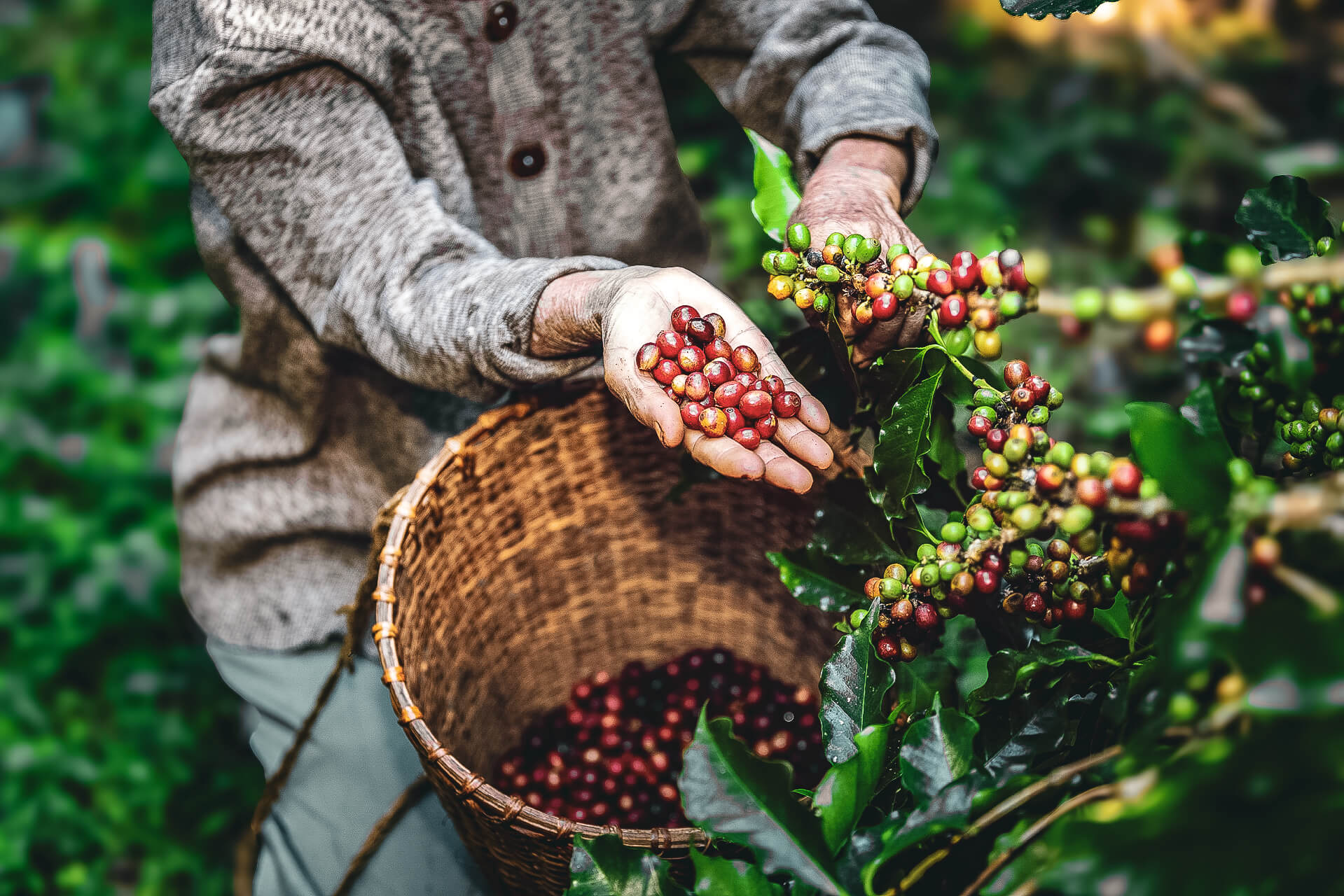 Ripe coffee cherries on the branch – fresh red coffee fruit ready for harvesting