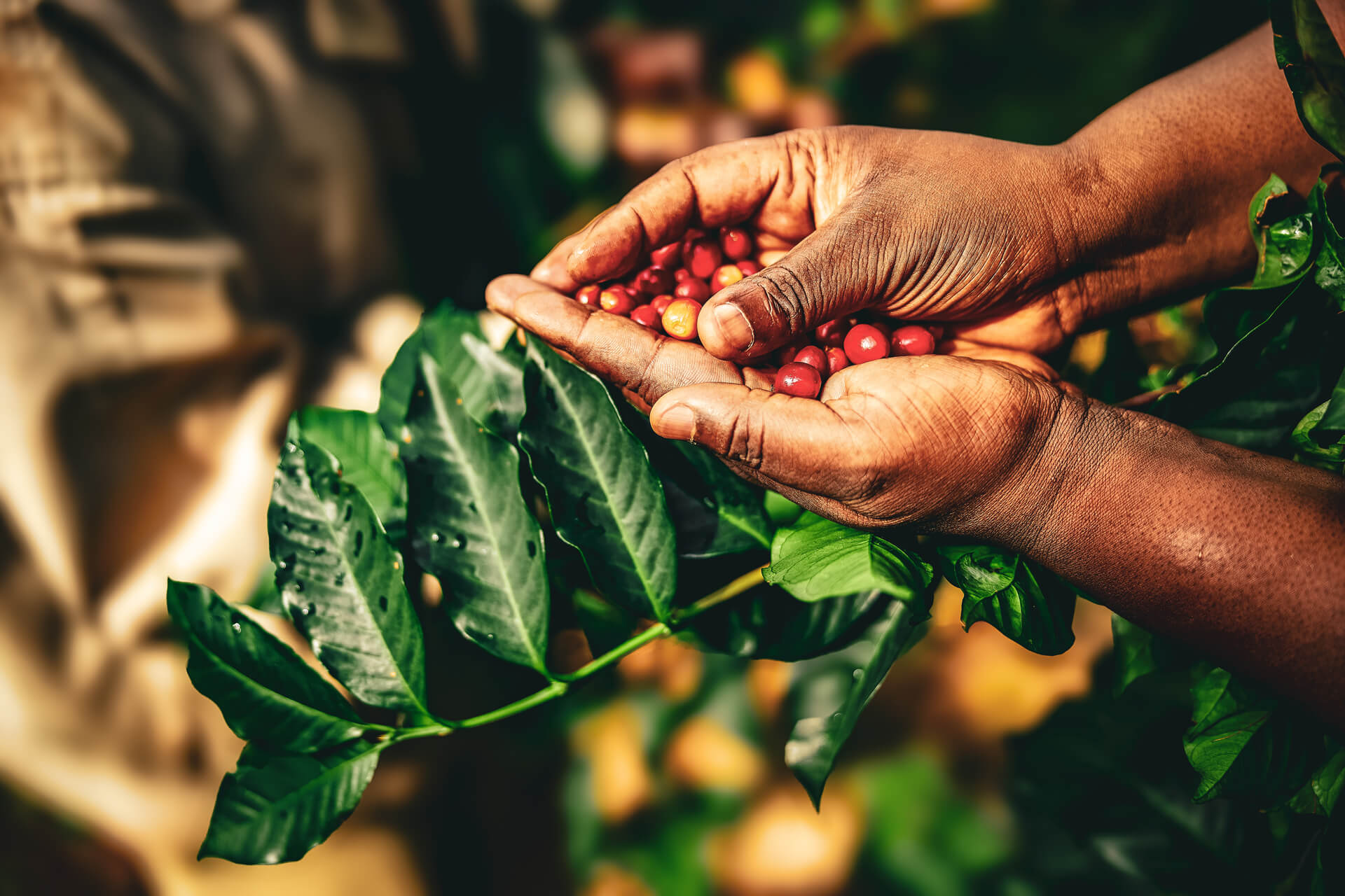 Local farmer in traditional clothing hand-harvesting raw coffee beans