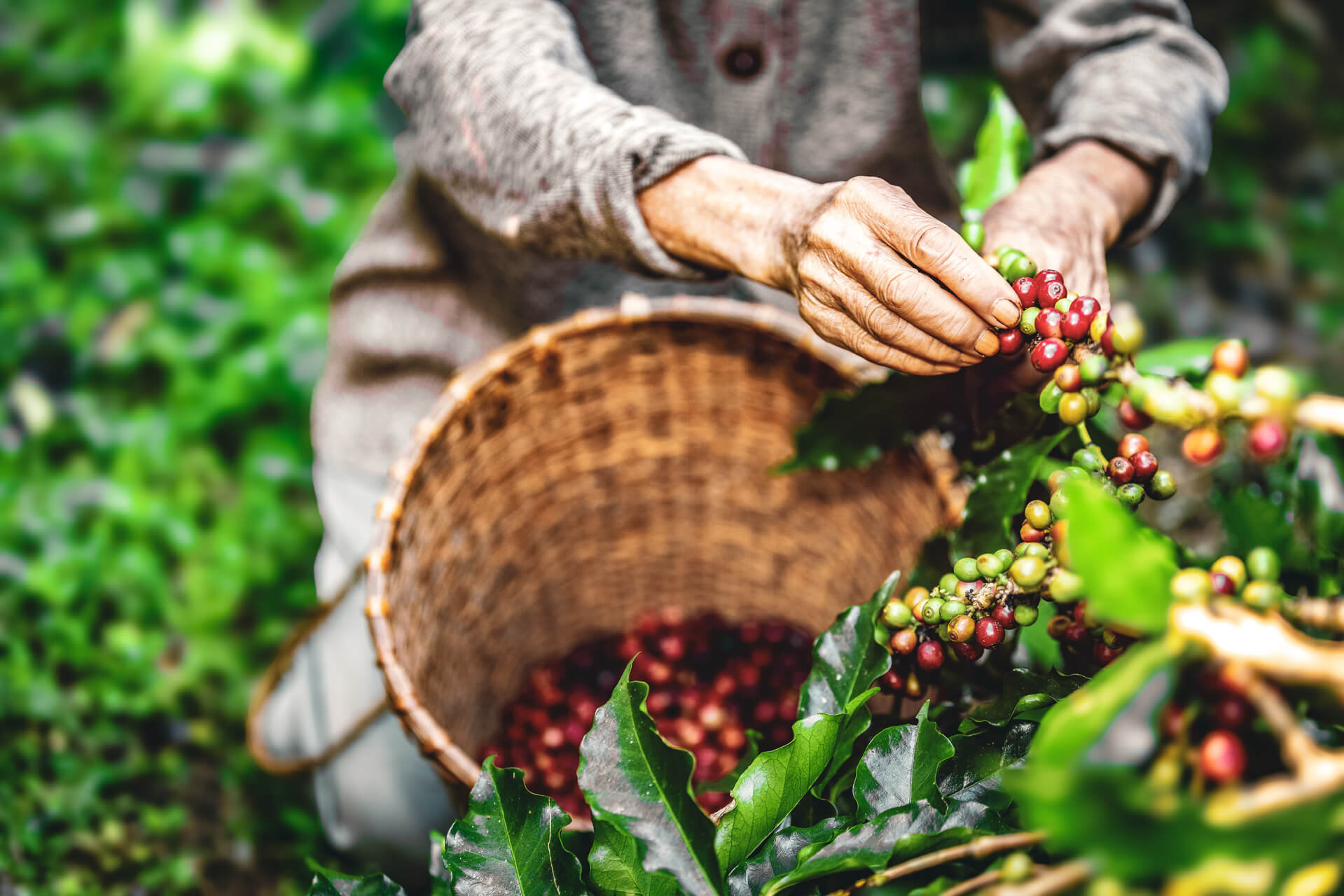 ocal farmer picking raw organic coffee by hand in rural hillside farm