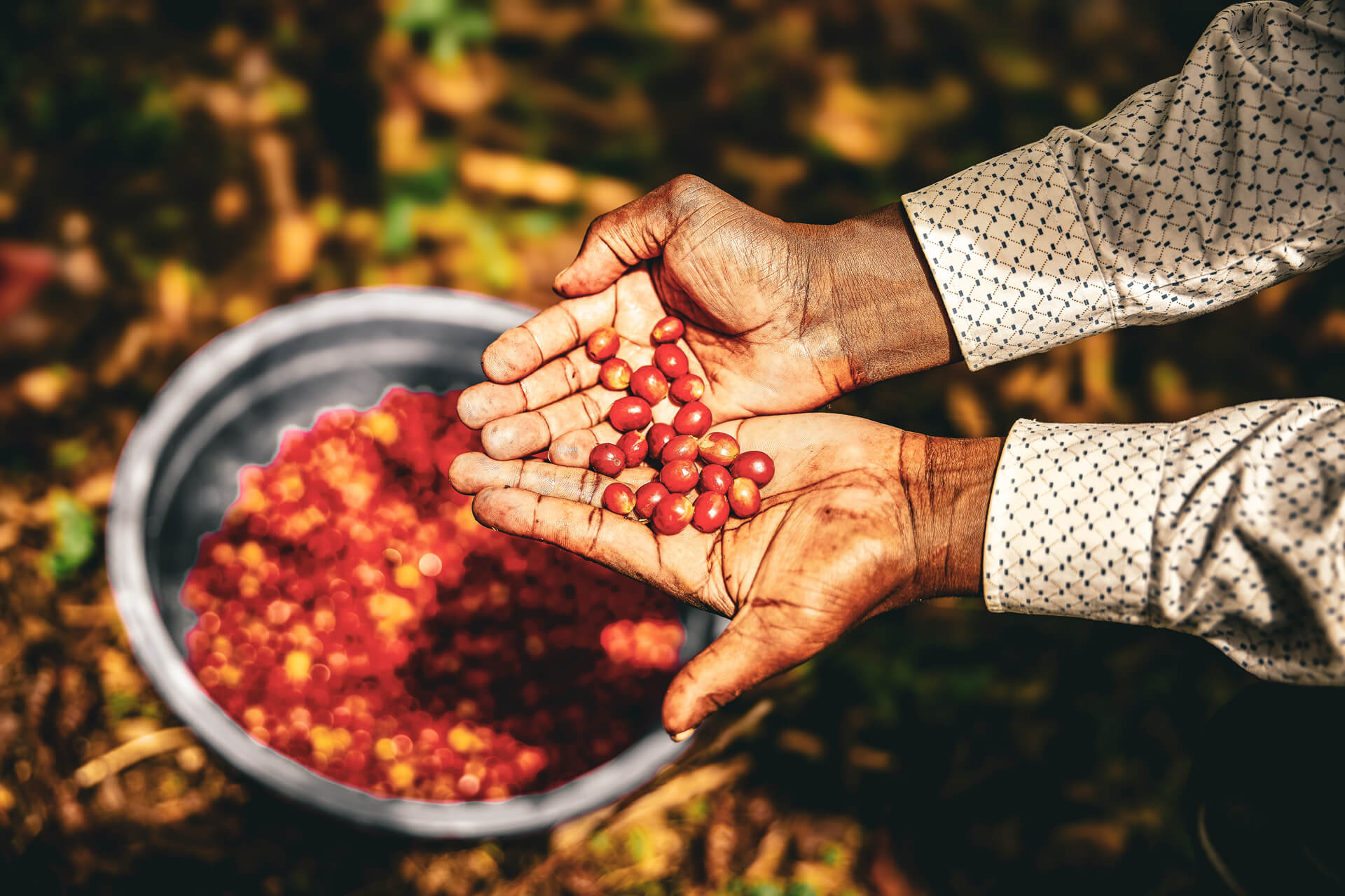 Organic farmer handpicking raw coffee beans on lush green plantation
