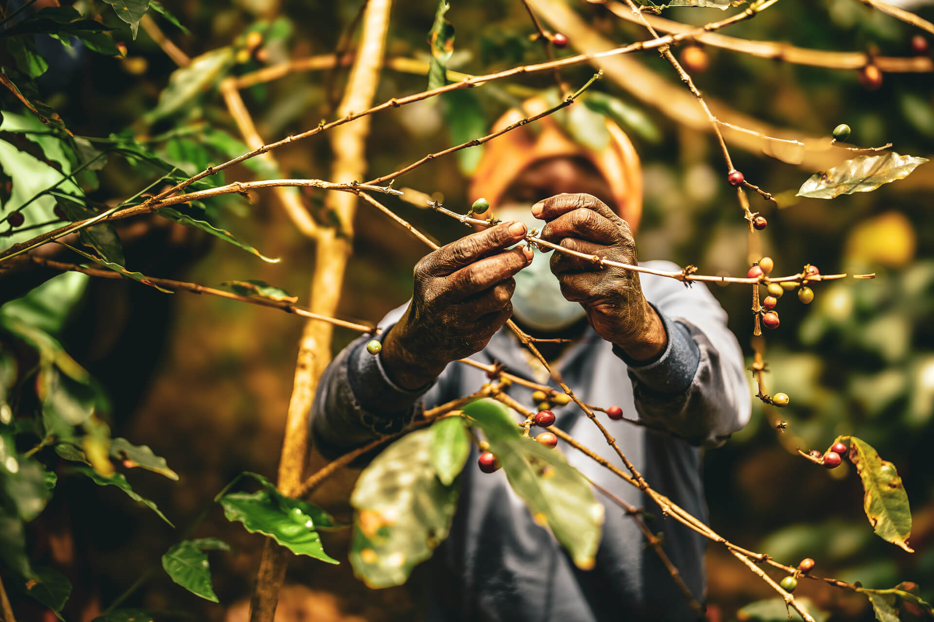 Coffee farmer harvesting raw organic beans by hand on a rural plantation