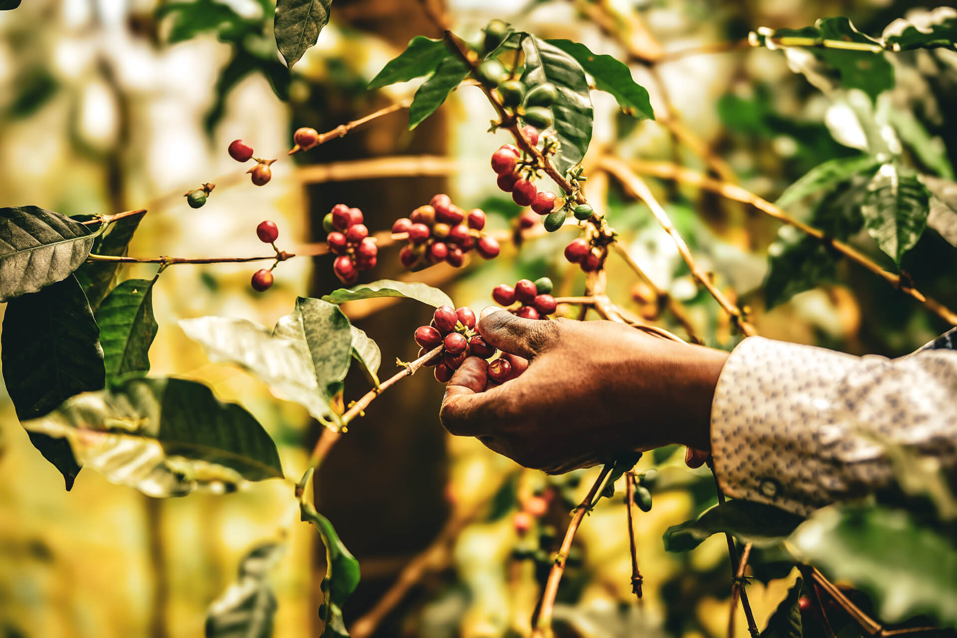 Farmer hand-picking raw coffee cherries from tree on hillside farm