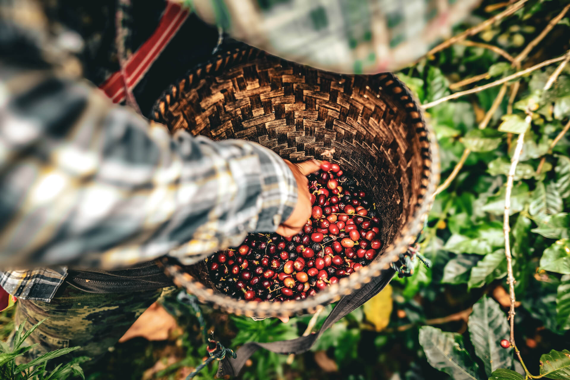 Fresh raw coffee cherries handpicked on organic farm under sunlight